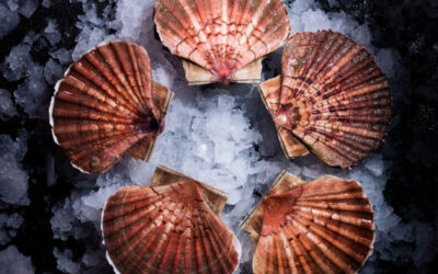 Vente privée de noix de Saint-Jacques bretonnes : une offre exclusive